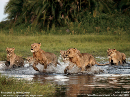 MORNING WALK - nice, lion, powerful, pet, king, angry, cool, forest, life, jungle, wild, 2011, beautiful, tiger