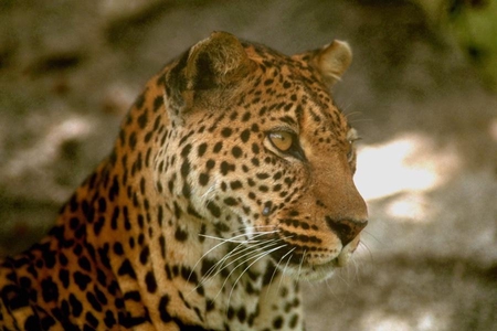 NICE FACE - 2011, beautiful, forest, cool, tiger, life, angry, pet, king, jungle, powerful, nice, lion, wild