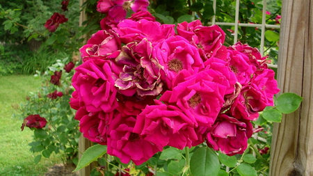 Nature's Rose Bouquet - roses, climbing roses, bouquet, garden, natural