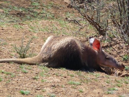 P1020144--Aardvark - ant-eater, aardvark, animals, africa