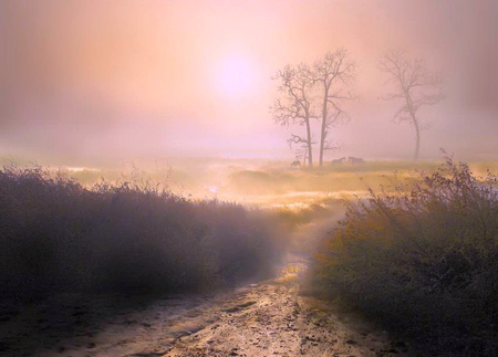 Moody morning - morning, horses, clouds, tree, grass, path, sunrise, mist