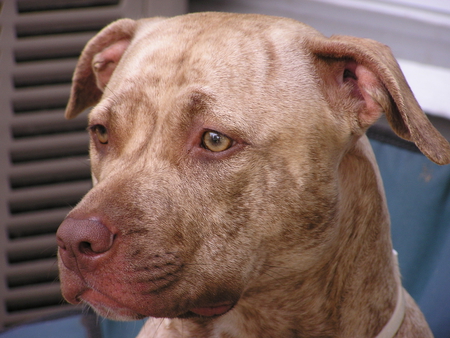 UP CLOSE - face, pitbull, dog, eyes, canine