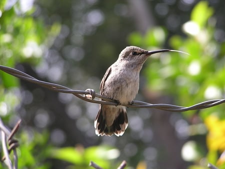 HUMMINGBIRD ON A WIRE - cute, bird, hummingbird, wild