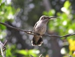 HUMMINGBIRD ON A WIRE