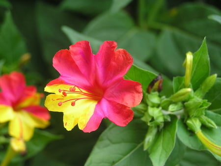 A 4 O'CLOCK FLOWER - garden, yellow, flower, pink