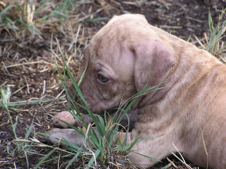 SHHHHH... IM HIDING. - pit bull, CANINE, cute, puppy, baby