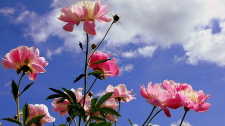 Pink flower - pink flower, summer, garden, bluesky