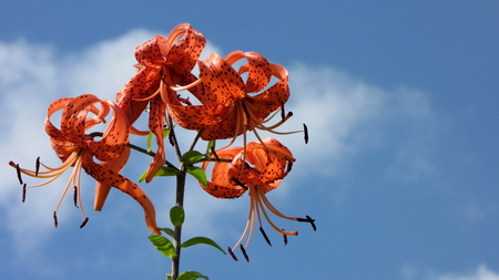 Red flower - moment, summer, blue, sky