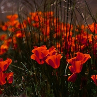 Deep Orange Poppies