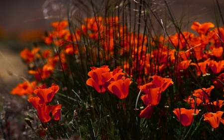 Deep Orange Poppies - deep orange, flowers, lovely, poppy