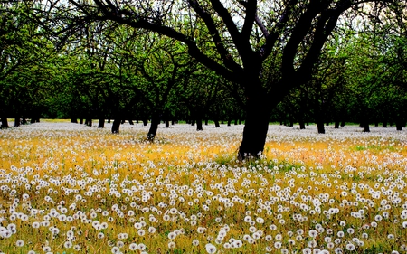 DANDELION SPREAD - field, forest, dandelion, trees