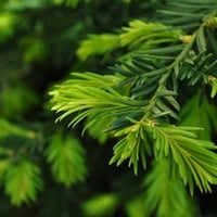 Green Pine Leaves