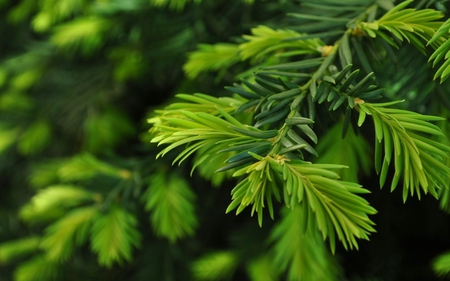 Green Pine Leaves - hd, leaves, green, pine