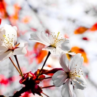 Wild Tree Flowers