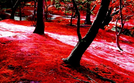 RED CARPET - carpet, trees, forest, red, field