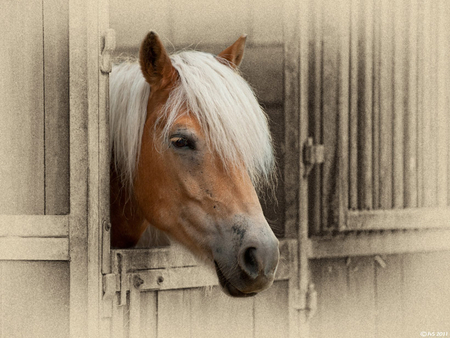 waiting - pet, animal, stable, horse