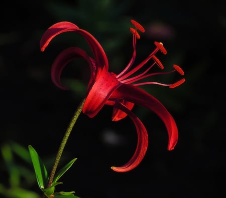 flower - flower, nature, red, beautiful