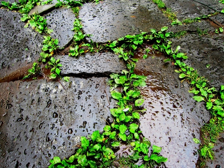 Lands Art - stone road, erosion, raindrops, vines