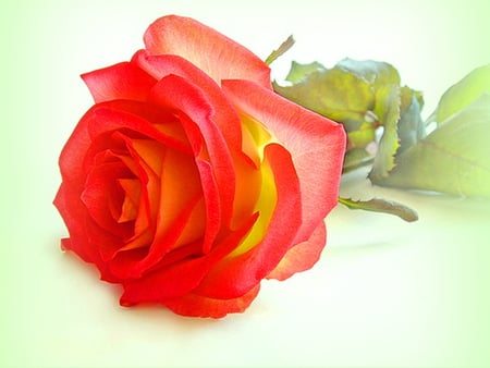 Have a lovely birthday - yellow, red, green, rose, flower, birhday