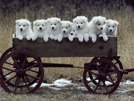 White puppies - amimals, pretty, white, dogs, cute, adorable, puppy, sweet, friends