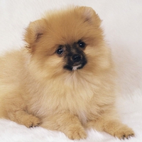 Pomeranian