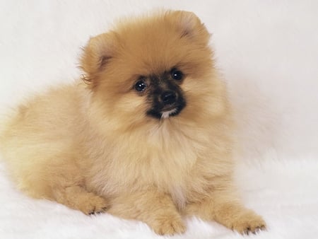 Pomeranian - animal, cute, puppy, dog