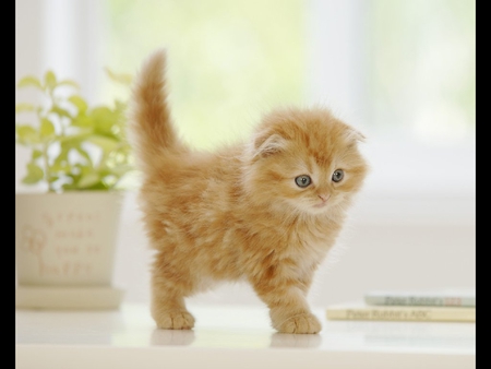 Kitty - animal, kitten, cute, adorable, little, sweet, cat