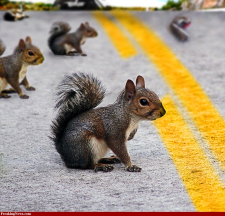 squirrels - road, crossing, squirrels, funny