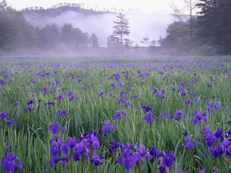 Iris-meadow-in-the-mist-near-Hiroshima - morning, nature, purple, field, flowers