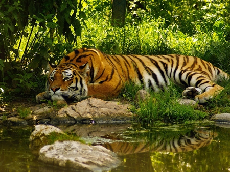 big Tiger - bigcat, reflection, animal, wildcat, tiger, relax