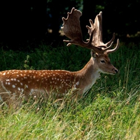 Red-deer