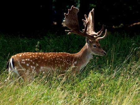 Red-deer - red, animal, cute, deer, grass