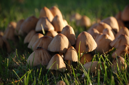 Mushrooms - mushrooms, plants, light, summer