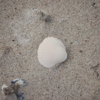 Shell in sand