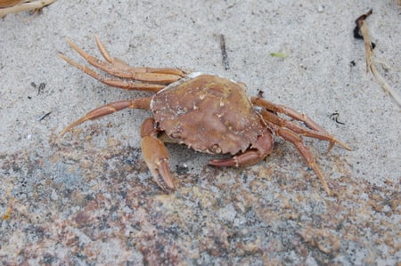 Crabbe - summer, beach, crabbe, sand