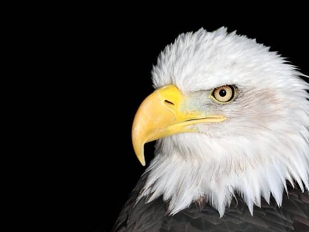 Bald-Eagle - head, bird, eagle, animal, bald, eye