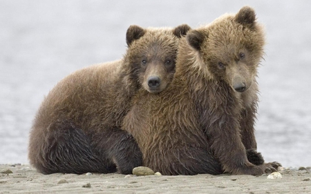 BROTHERS - nature, bears, brothers, animals