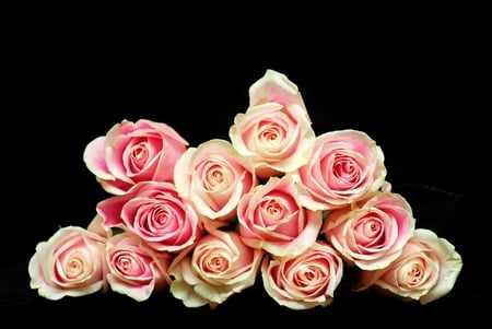 pink roses - black background, bouquet, still life, pink roses