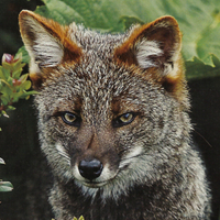 Darwin's Fox 1