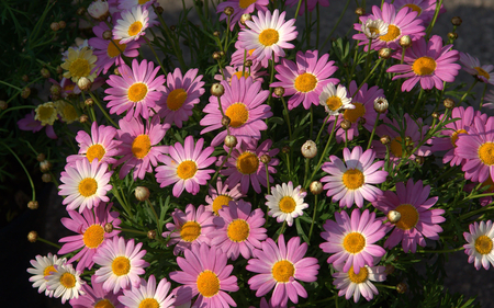 beautiful Pink Daisies - flowers, daisies, pink daisies, beautiful