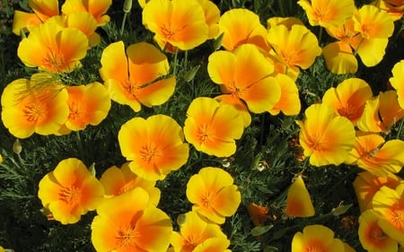 beautiful yellow poppies - yellow poppies, flowers, field, poppies