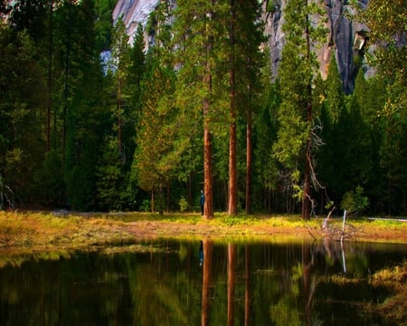 Beautiful Trees - lake, forest, beauty, trees, nature