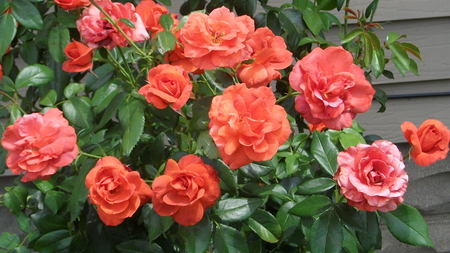 Coral Roses - coral rose, nature, beautiful, garden, rose bush