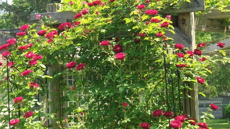 Rose Vine Arbor - nature, arbor, vine, garden, rose