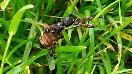 A Battle for Life - nature, lawn, battle, ants