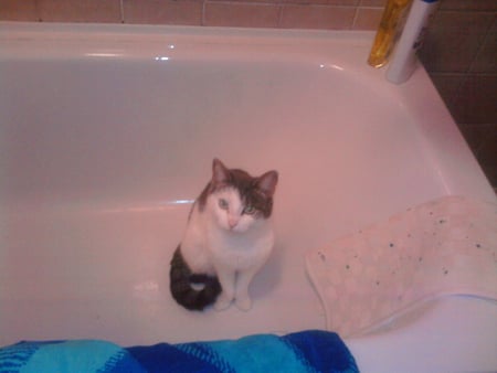 I'm ready for my bath - bath, cute, funny, cat