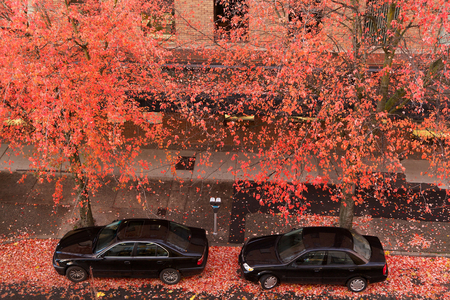 fall - street, black, cars, red, leaves