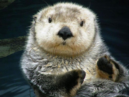 Beautiful Otter - animal, cute, otter, ocean, wildlife