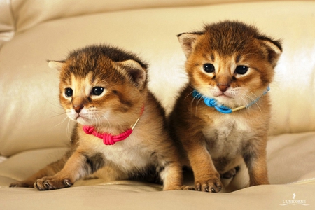 Baby Kittens - pets, furry, kittens, cute, cats, little, young