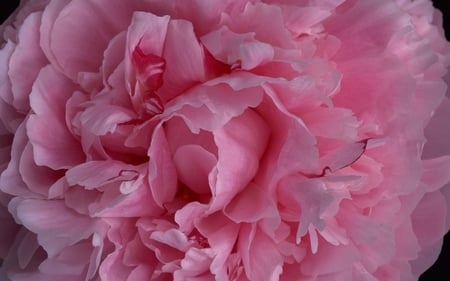 Pink Carnation - fluffy, carnation, nature, layers, flower, pink